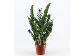 Zamioculcas zamiifolia Zamioculcas Pot 21 8 tak/plnt