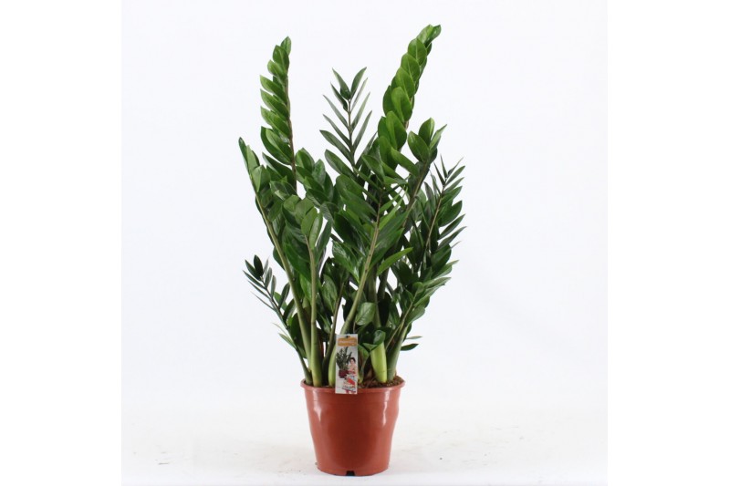 Zamioculcas zamiifolia Zamioculcas Pot 21 8 tak/plnt 