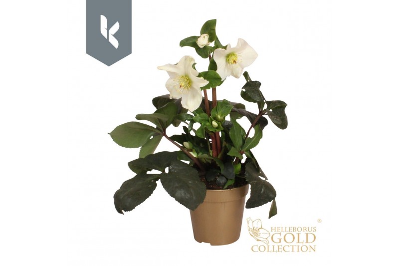 Helleborus hgc ice n roses white HGC Helleborus Ice N Roses White in g 
