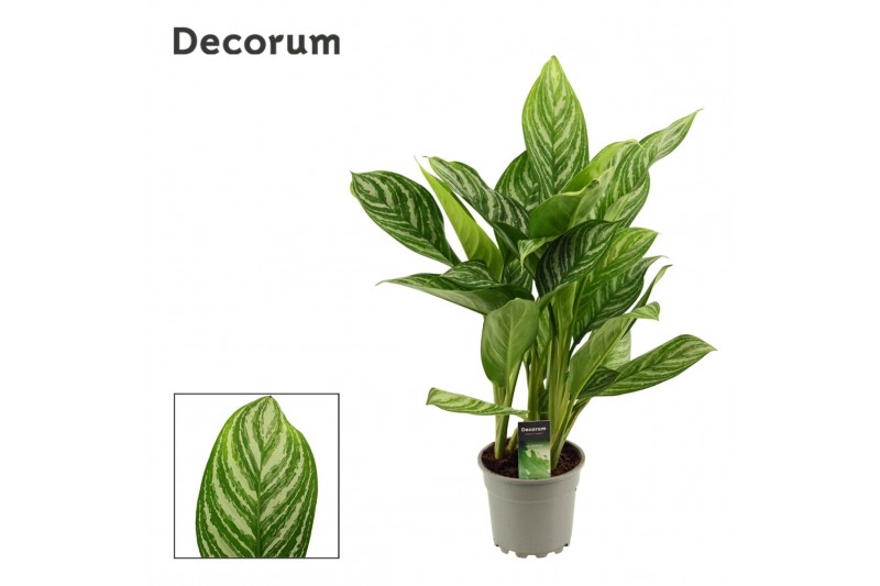 Aglaonema stripes Aglaonema 17 cm Stripes (Decorum) 1 pp 