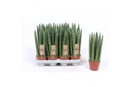 Sansevieria cylindrica straight Sansevieria Straight9 pp