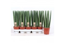 Sansevieria cylindrica straight Sansevieria Straight9 pp