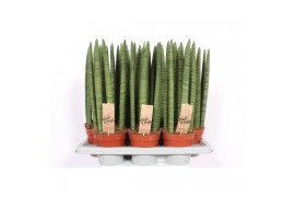 Sansevieria cylindrica Sansevieria Straight9 pp
