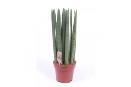 Sansevieria cylindrica Sansevieria Straight14 pp
