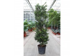 Podocarpus nivalis Podocarpus macrophylla1 pp