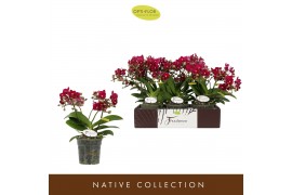 Phalaenopsis multiflora rood Freedanzo Sparrow30 bl. 3 tak/plnt 500