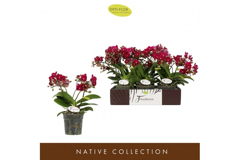 Phalaenopsis multiflora rood Freedanzo Sparrow30 bl. 3 tak/plnt 500 