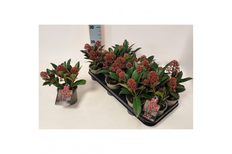 Skimmia japonica rubella Skimmia jap. Rubella P10.5 1 bl. 