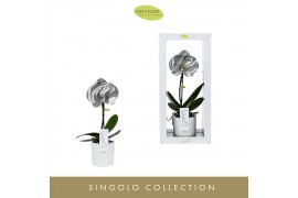 Phalaenopsis Singolo Arto Marble Grey 1 bl. 1 tak/plnt 1000 gram