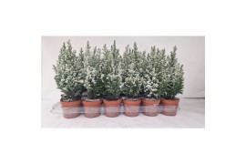 Chamaecyparis lawsoniana ellwoodii Chamaecyparis Lawsoniana Ellwoodii 