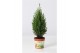 Chamaecyparis lawsoniana ellwoodii Chamaecyparis Lawsoniana Ellwoodii  