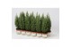 Chamaecyparis lawsoniana ellwoodii Chamaecyparis Lawsoniana Ellwoodii  