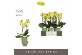 Phalaenopsis multiflora anthura arezzo Optimost Arezzo 3 spike in Emil