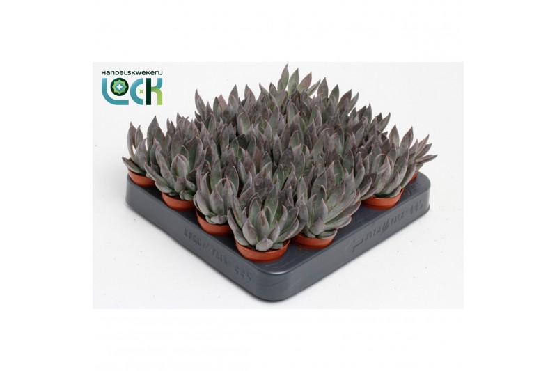 Echeveria Echeveria Joost 
