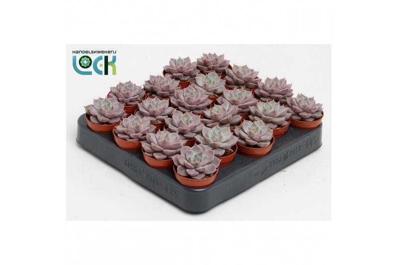 Echeveria zonder bloem Echeveria Lola 