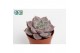 Echeveria zonder bloem Echeveria Lola 