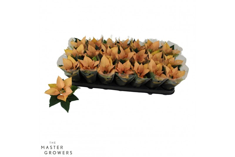 Euphorbia pul. autumn leaves Poinsettia Autumn Leaves 6cm met hoes1 bl 