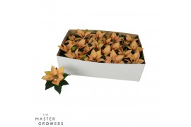 Euphorbia pul. autumn leaves Poinsettia Autumn Leaves 6cm zonder hoes1