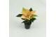 Euphorbia pul. autumn leaves Poinsettia Autumn Leaves 6cm zonder hoes1 
