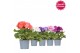 Primula obconica touch me mix Primula Obconica Sweet Kisses mix 3 tak/ 