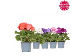 Primula obconica touch me mix Primula Obconica Sweet Kisses mix 3 tak/