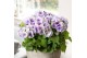 Primula obconica touch me mix Primula Obconica Sweet Kisses mix 3 tak/ 