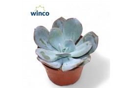 Echeveria Echeveria Lauii Hybrideoverig pp overige bl.