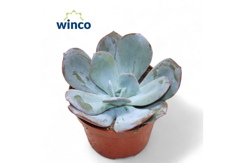 Echeveria Echeveria Lauii Hybrideoverig pp overige bl. 