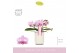 Phalaenopsis multiflora roze Amorosso Merlini in Molise White Aquo 15  