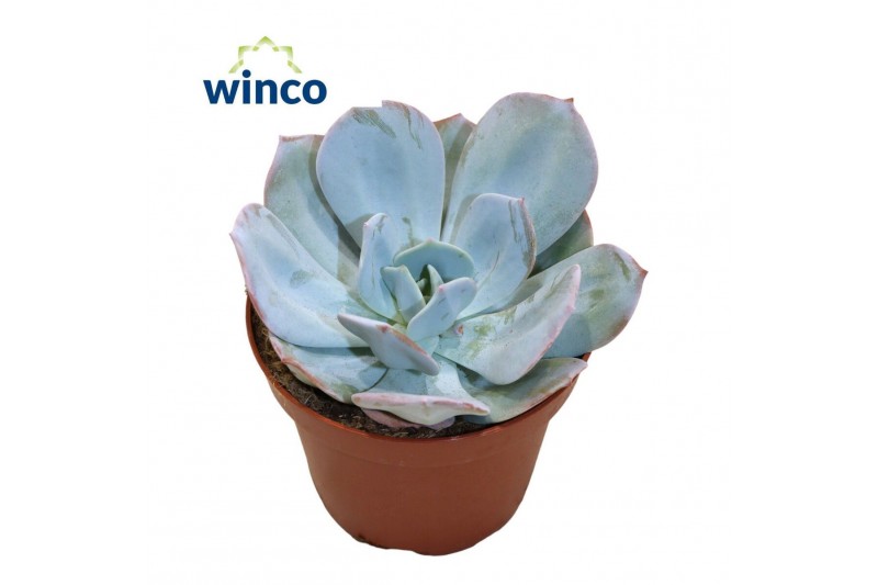 Echeveria Echeveria Laui Hybride1 pp 