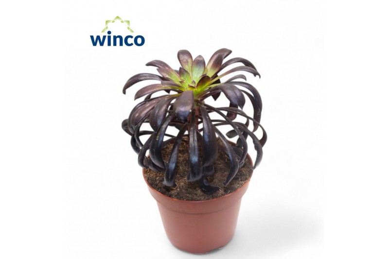 Aeonium Aeonium Schwartzkopf1 pp 