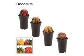 Gymnocalycum mihanovichii japan mix Gymnocalycium Cactus Variegated Mi