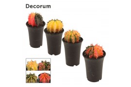 Gymnocalycum mihanovichii japan mix Gymnocalycium Cactus Variegated Mi