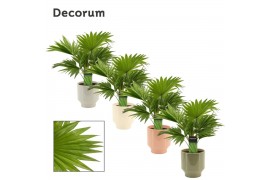 Livistonia rotundifolia Livistona rotundifolia 12 cm in Pato (Deco-col