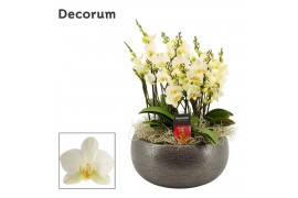 Phalaenopsis multiflora anthura lausanne Nero dazzling Lausanne 9+ tak