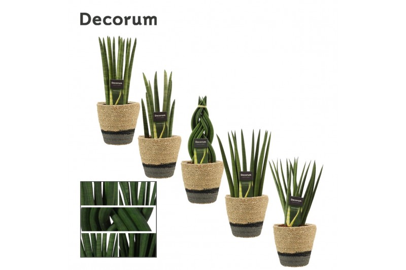 Sansevieria cylindrica Sansevieria Cylindrica 12 cm Mix in Hanoi mand  