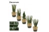 Sansevieria cylindrica Sansevieria Cylindrica 12 cm Mix in Hanoi mand 