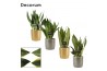 Sansevieria trifasciata Sansevieria super mix 12 cm in Gabriël (Deco-c