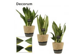Sansevieria trifasciata Sansevieria Super mix 12 cm in Hanoi mand grij