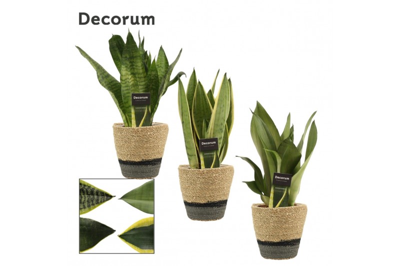 Sansevieria trifasciata Sansevieria Super mix 12 cm in Hanoi mand grij 
