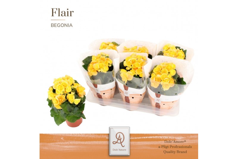 Begonia elatior hl. nadine Begonia Nadine P14 DolcAmore® Flair1 pp 
