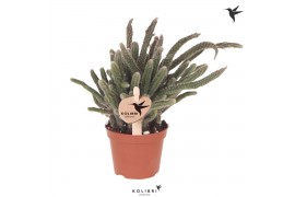 Rhipsalis baccifera subsp. horrida Kolibri Greens Rhipsalis Baccifera 