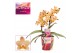 Phalaenopsis multiflora scention Phalaenopsis perfíum 2 tak Scention ( 