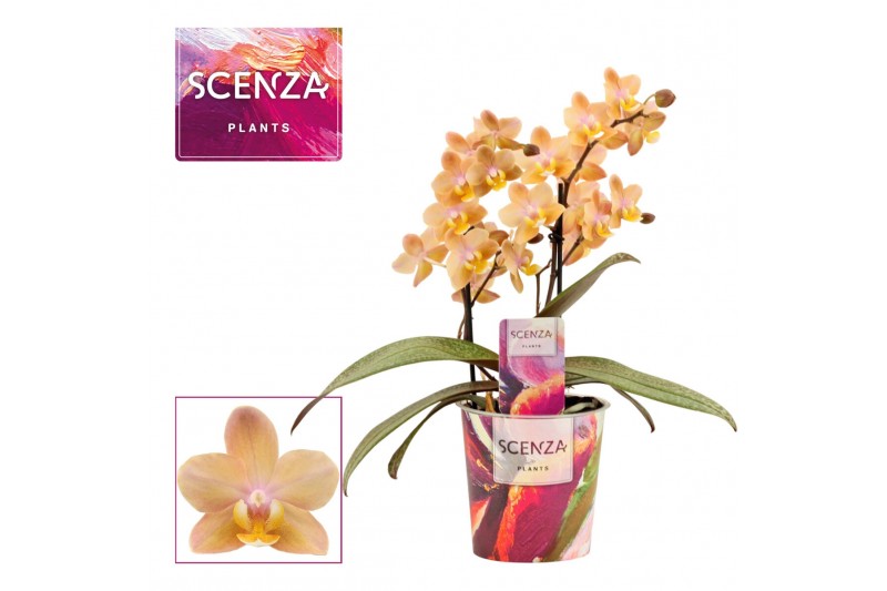 Phalaenopsis multiflora scention Phalaenopsis perfíum 2 tak Scention ( 