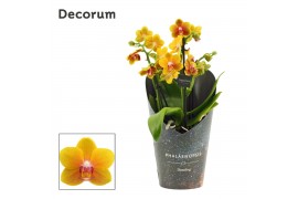 Phalaenopsis multiflora oranje Phalaenopsis dazzling Drops of the sun 