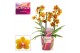 Phalaenopsis multiflora oranje Phalaenopsis dazzling Drops of the sun  