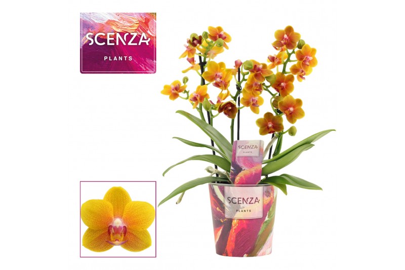 Phalaenopsis multiflora oranje Phalaenopsis dazzling Drops of the sun  