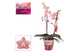Phalaenopsis multiflora odorion Phalaenopsis perfíum 2 tak Odorion (Sc