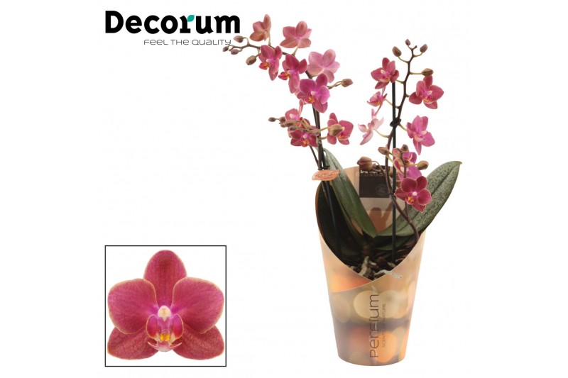 Phalaenopsis multiflora diffusion Phalaenopsis perfíum 2+ tak Diffusio 