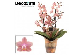 Phalaenopsis multiflora odorion Phalaenopsis perfíum 2+ tak Odorion (D